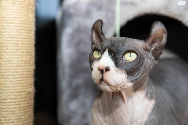 חתול ספינקס אלף מתוק בן