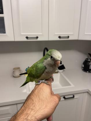 תוכי מסוג קוואקר האכלת יד