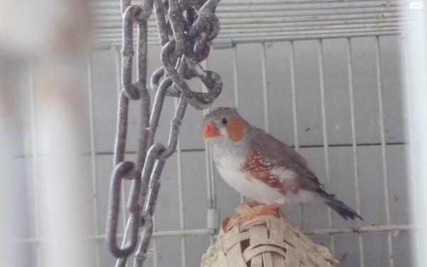 למכירה זברה פינק צעירים ובוגרים,