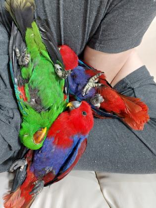 תוכי אקלקטוס