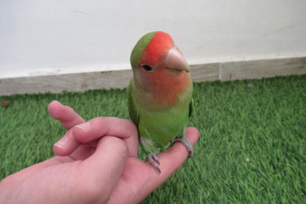 ציפור אהבה האכלת יד