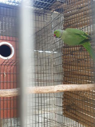 גוזלי דררה ירוקים להמשך האכלה