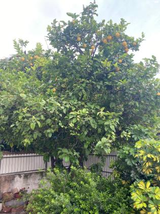 שדרות חכמי לובלין 16 (שפירא)