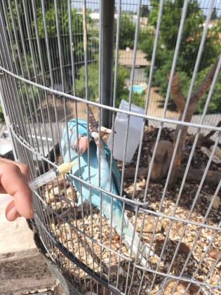 דררה כחול טורקיז הורים במקום אכלת יד