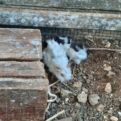 גורי שרקנים מתוקים בכל מיני