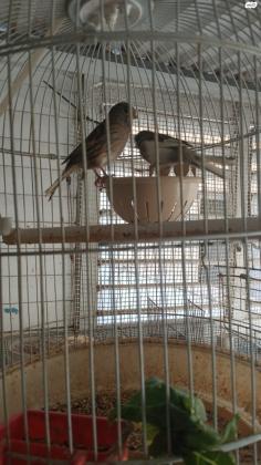 למכירה כנרים גלוסטרים עם בלי