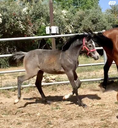 סייח ערבי מצרי מהמם בגיל 5 חודשים