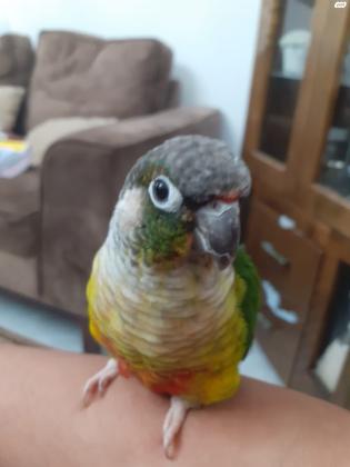 תוכי גרינציק מחיר 900 גמיש+כלוב