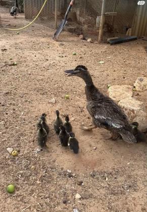 למכירה אפרוחי ברווז מסוג ברכיה