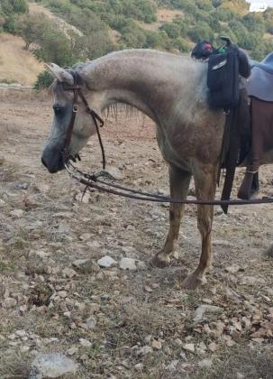 סוס ערבי טהור לא מסורס,