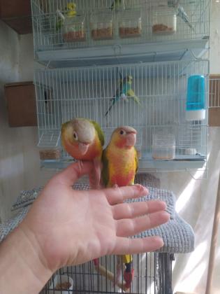 קוניור גרינציק אננס האכלת יד