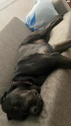 כלבת לברדור עם דני מעורבת