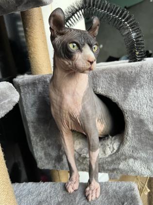 חתול ספינקס אלף מתוק בן