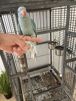 דררה כחולה זכר בן 3