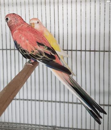 בורקס פרקיט במגוון מוטציות ונשאויות