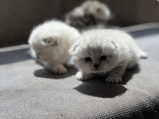 cute little male kitten is