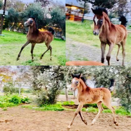 סייח ערבי מצרי מהמם בגיל 5 חודשים