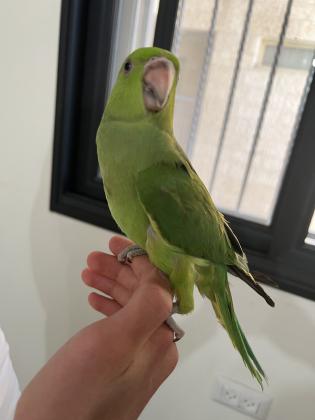 למכירה תוכי דררה ירוק האכלת