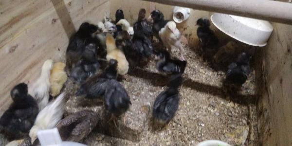 אפרוחים של פלימות רוק בני