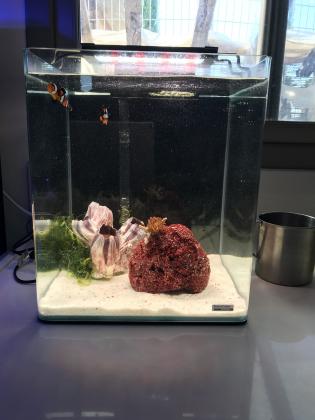 אקווריום נאנו מים מלוחים חדש