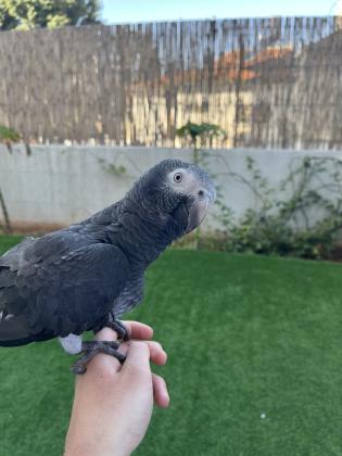 תוכי מקסים, האכלת יד, מתוק