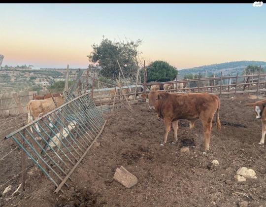 עגלים למכירה זכרים ונקבות גילאים
