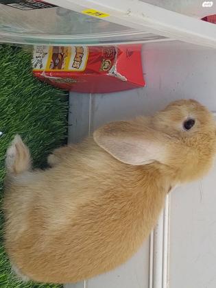 ארנב ננסי מסוג מיני לופ (אוזניים שמוטות)