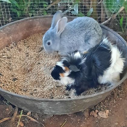 גורי שרקנים מתוקים בכל מיני