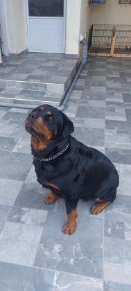 למכירה נקבה רוטווילר מדהימהטובה עם