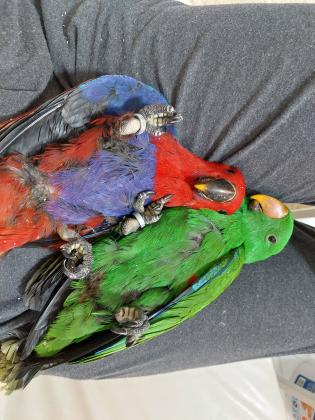 תוכי אקלקטוס