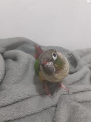 תוכי גרינציק מחיר 900 גמיש+כלוב