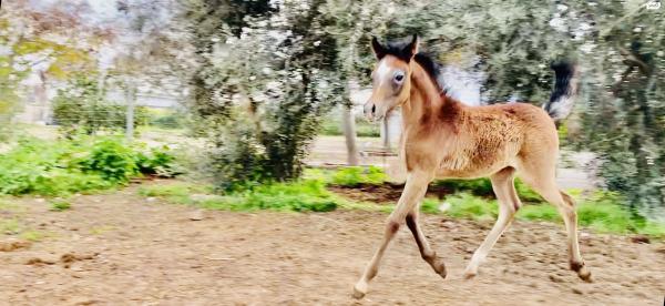 סייח ערבי מצרי מהמם בגיל 5 חודשים