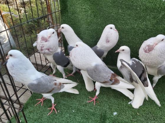 למכירה יונים מסוגים שונים