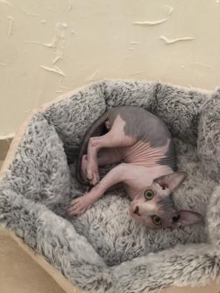 למכירה גור ספינקס קנדי האחרון