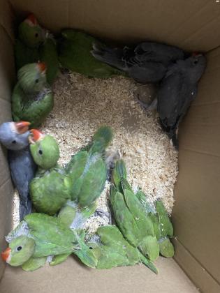 למכירה דררות האכלת יד מושלמים