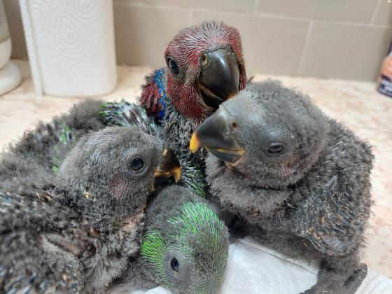 תוכי אקלקטוס