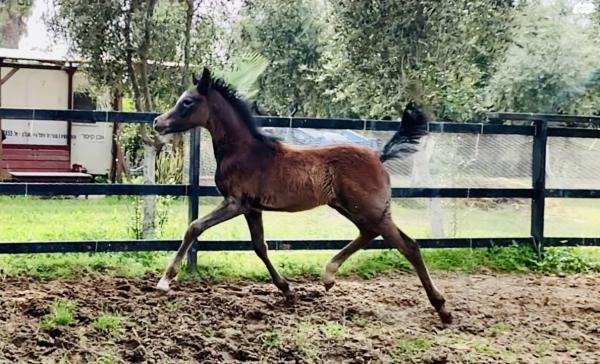 סייח ערבי מצרי מהמם בגיל 5 חודשים