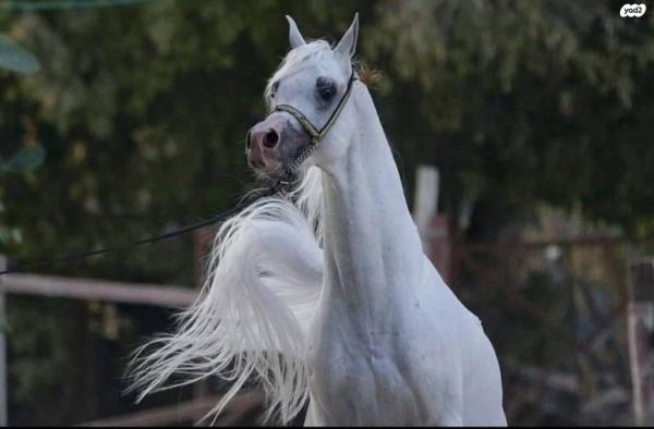 סוס ערבי מצרי עם תעודות,