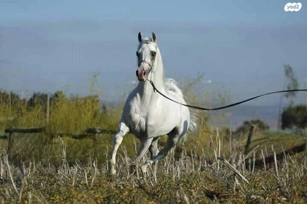 סוס ערבי מצרי עם תעודות,