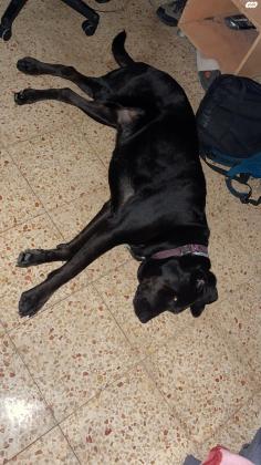 כלבת לברדור עם דני מעורבת