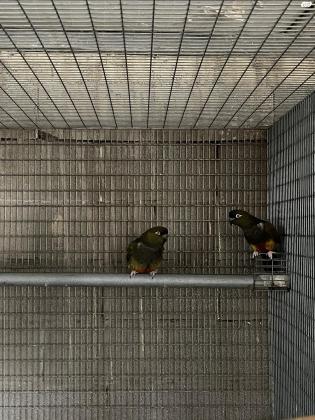 זוג פטגוניה בוגר מחובר עם