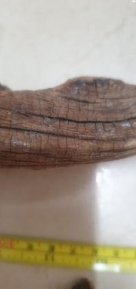 2 גזעים לאקווריום, קצת סדוקות