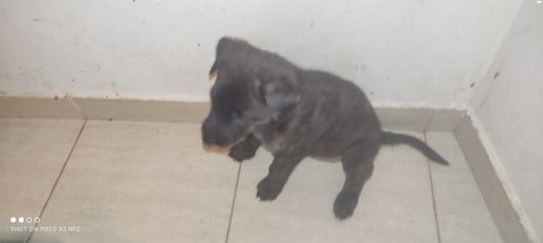 למסירה גורי רועה בלגי מעורב