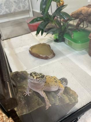 שממית מנומרת יפיפייה למכירה יחד