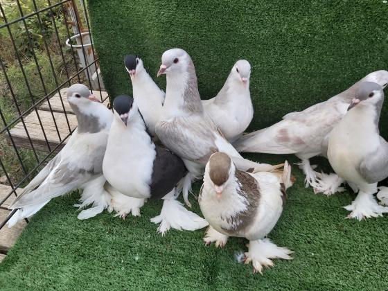 למכירה יונים מסוגים שונים