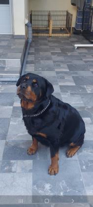 למכירה נקבה רוטווילר מדהימהטובה עם