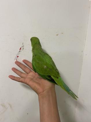 למכירה דררות האכלת יד מושלמים