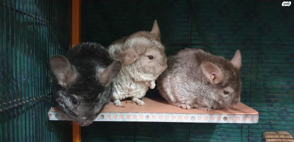 גורי צינצילה מתוקים ושובביםבני חודשיים