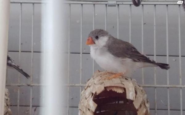 למכירה זברה פינק צעירים ובוגרים,