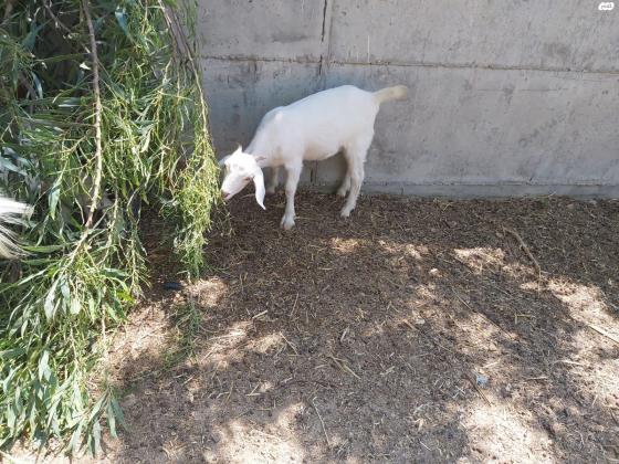 למכירה גדיה מיוחדת מאוד מסוג